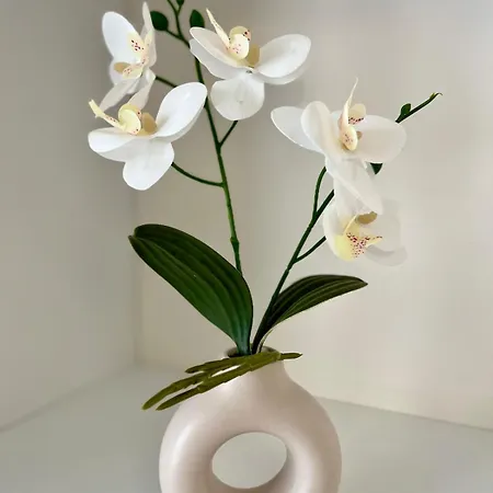 Dalikyda - Le Neustrie - Moderne - Lejlighed *